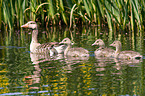 greylag geese