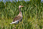 greylag goose