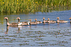 greylag geese