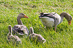 greylag geese