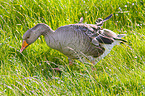 greylag goose