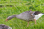 greylag goose