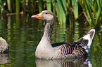 greylag goose