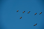 greylag geese