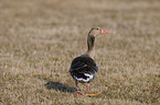 greylag goose