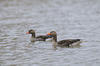 greylag geese