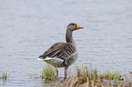 greylag goose