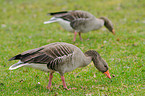 greylag geese