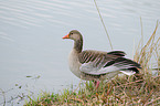 greylag goose