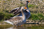 greylag geese