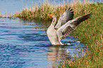 greylag goose