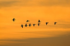 greylag geese