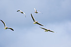 greylag geese