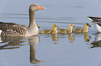 greylag geese