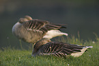 greylag geese