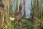 greylag goose