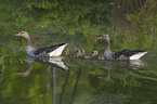 greylag geese