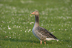 greylag goose