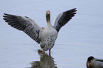 greylag goose