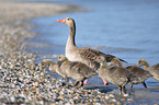 greylag geese