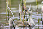 young greylag goose