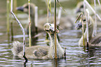 young greylag geese