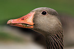 greylag goose