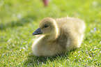 young greylag goose