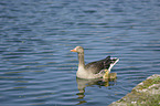 greylag geese