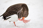 greylag goose