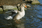 greylag goose