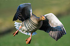 greylag goose