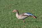 greylag goose