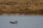 greylag geese