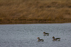 greylag geese