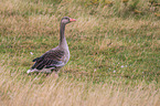 greylag goose