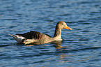 greylag goose