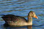 greylag goose