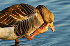 greylag goose