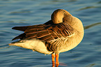 greylag goose