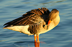 greylag goose