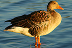 greylag goose