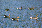 greylag geese