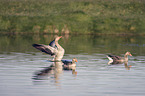 greylag geese