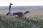 greylag geese