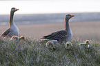 greylag geese