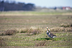 greylag geese