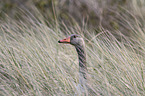 greylag goose