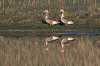 greylag geese