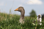 greylag goose